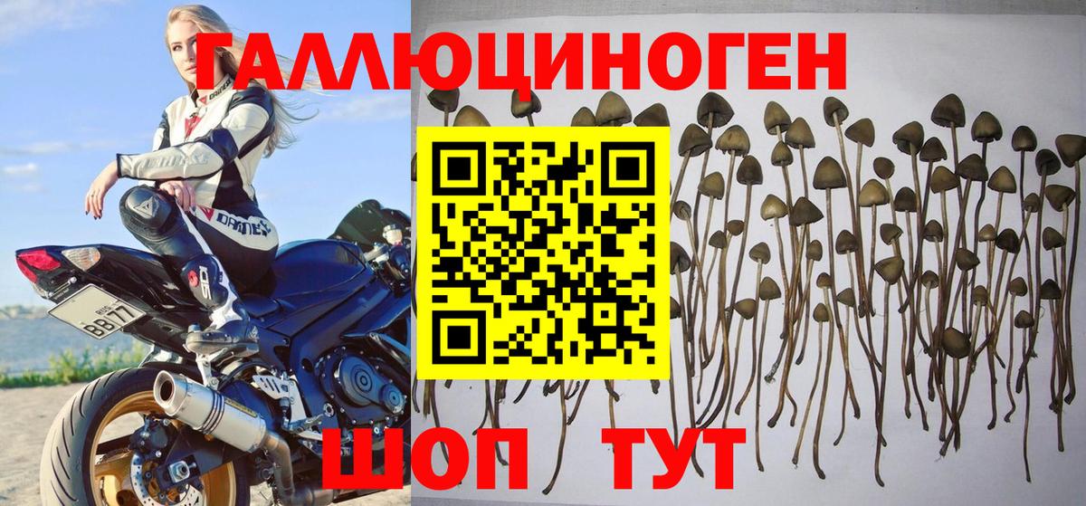 Тулун  Псилоцибиновые грибы ЛСД  Вход с VPN 